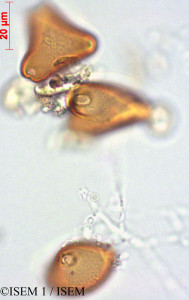 ISEM 1/Allophylus_excelsus_29228/Allophylus_excelsus_29228_0001(copy)_thumb.jpg